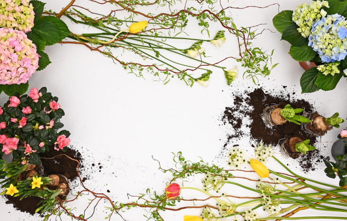 Пролет во FRIDA