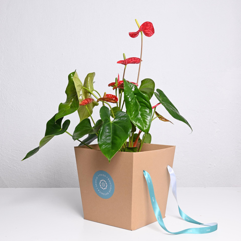 Антуриум ф17