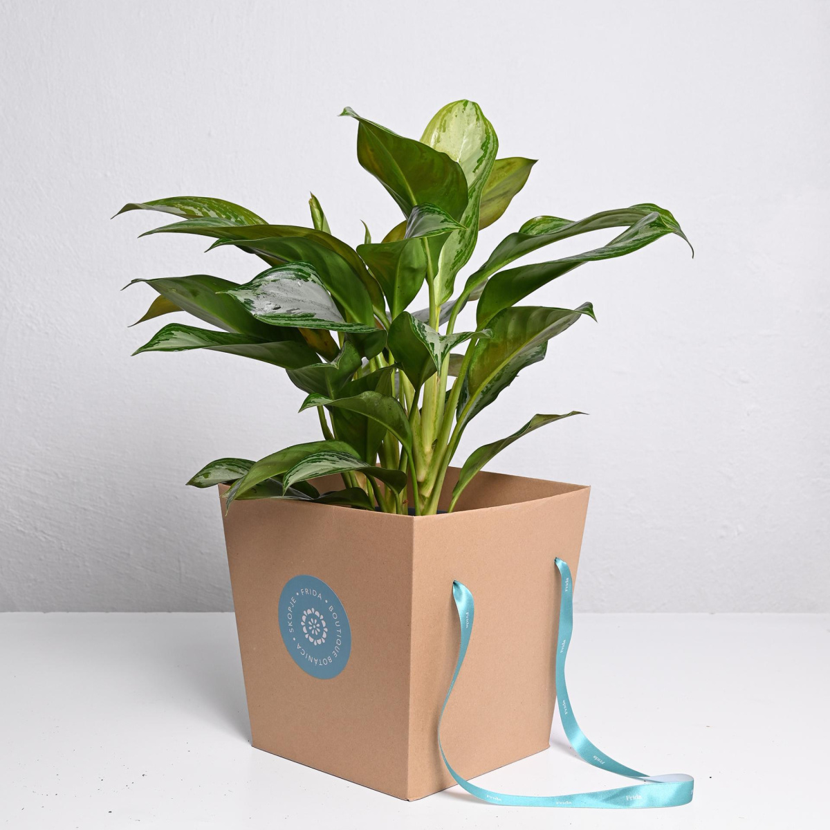 Аглaoнема ф21