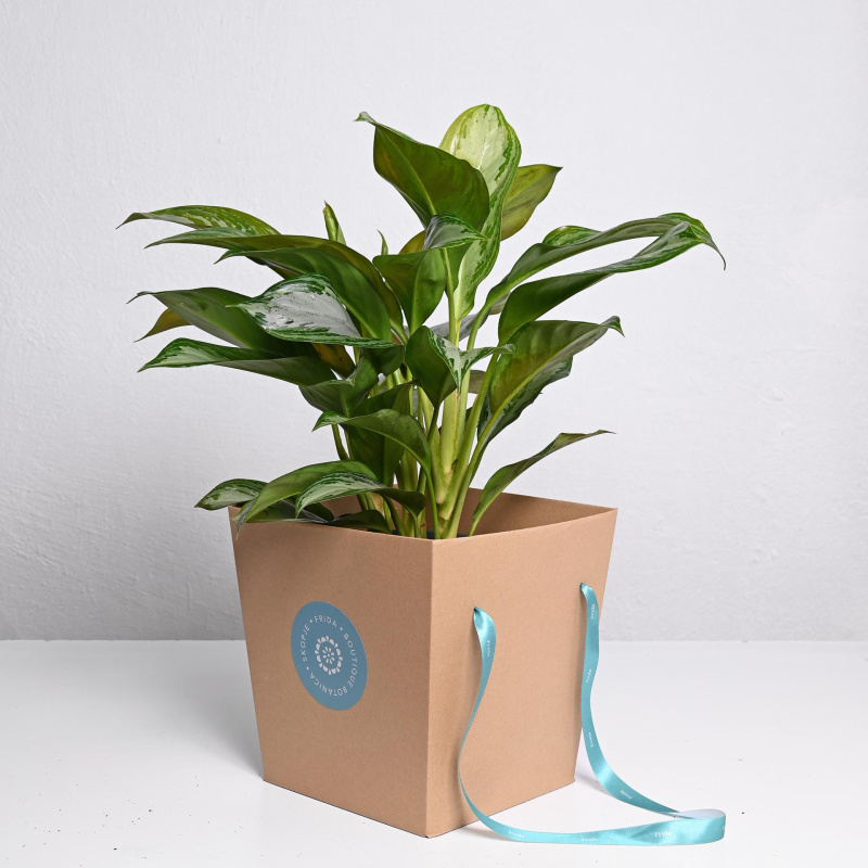 Аглaoнема ф21