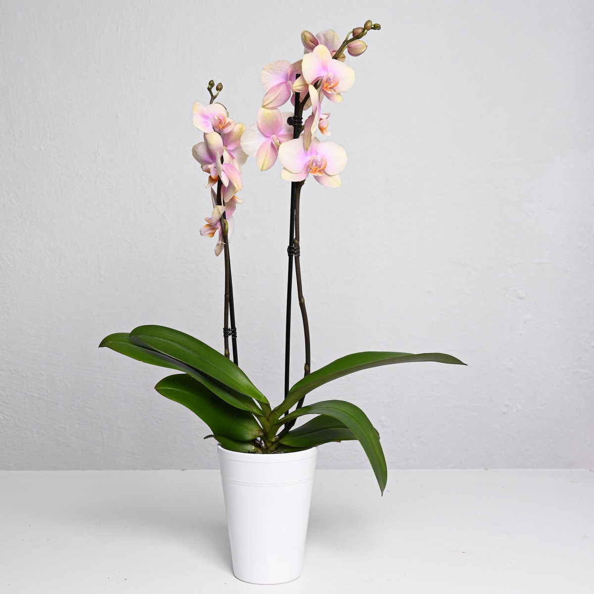 Фаленопсис со 2 гранки