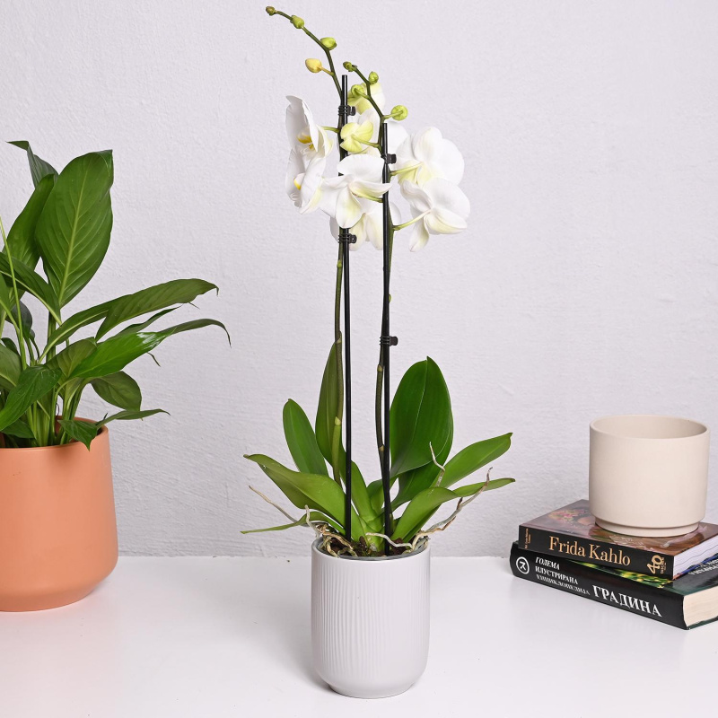 Фаленопсис со 2 гранки