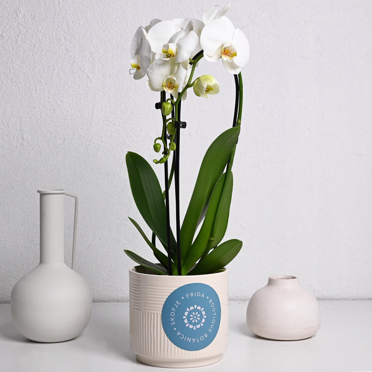 Фаленопсис