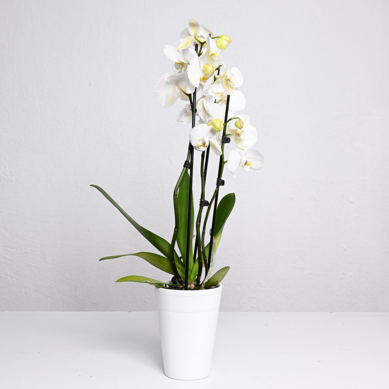 Фаленопсис со 3 гранки