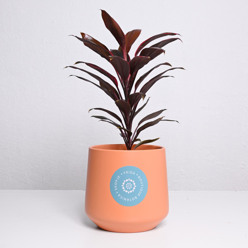 Корделине Киви