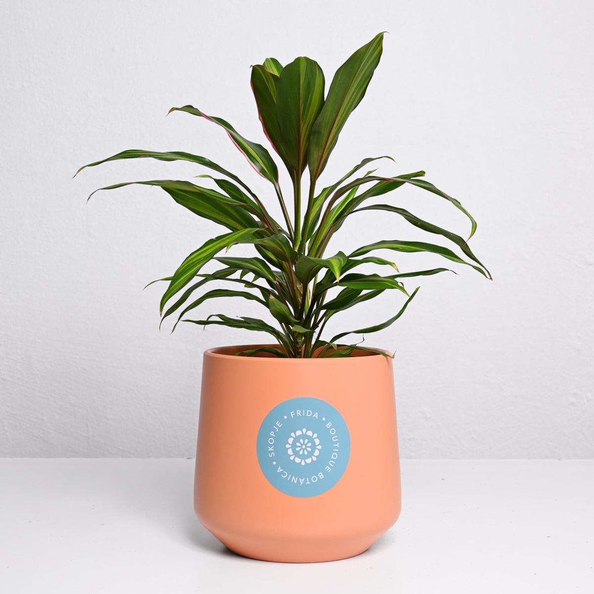 Корделине Киви