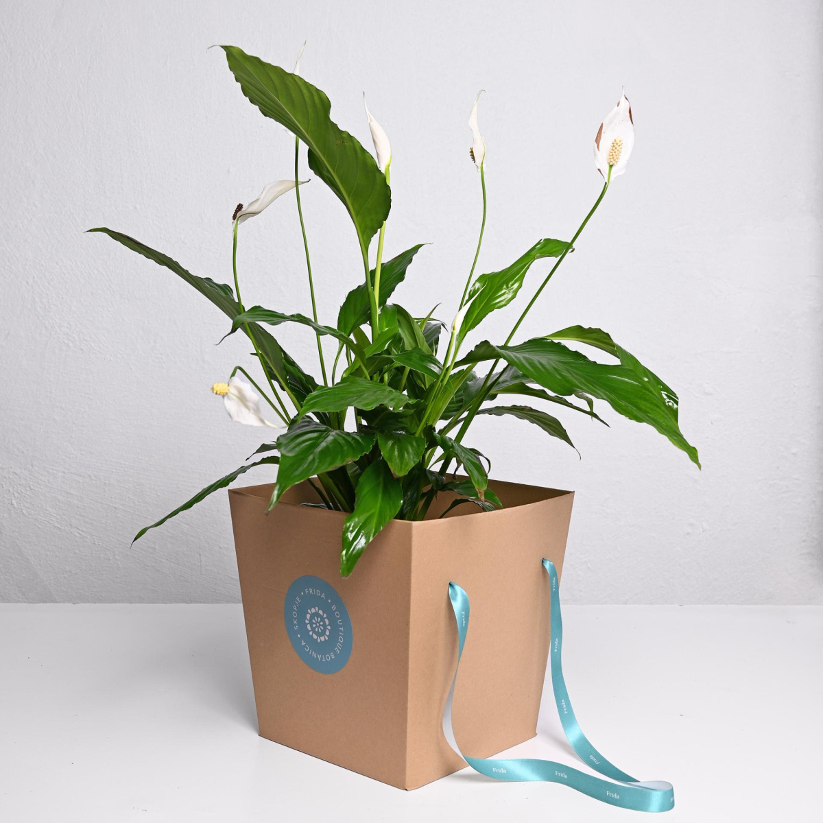 Спатифилиум ф14