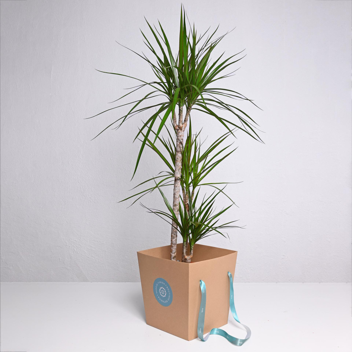 Драцена со 3 стебла