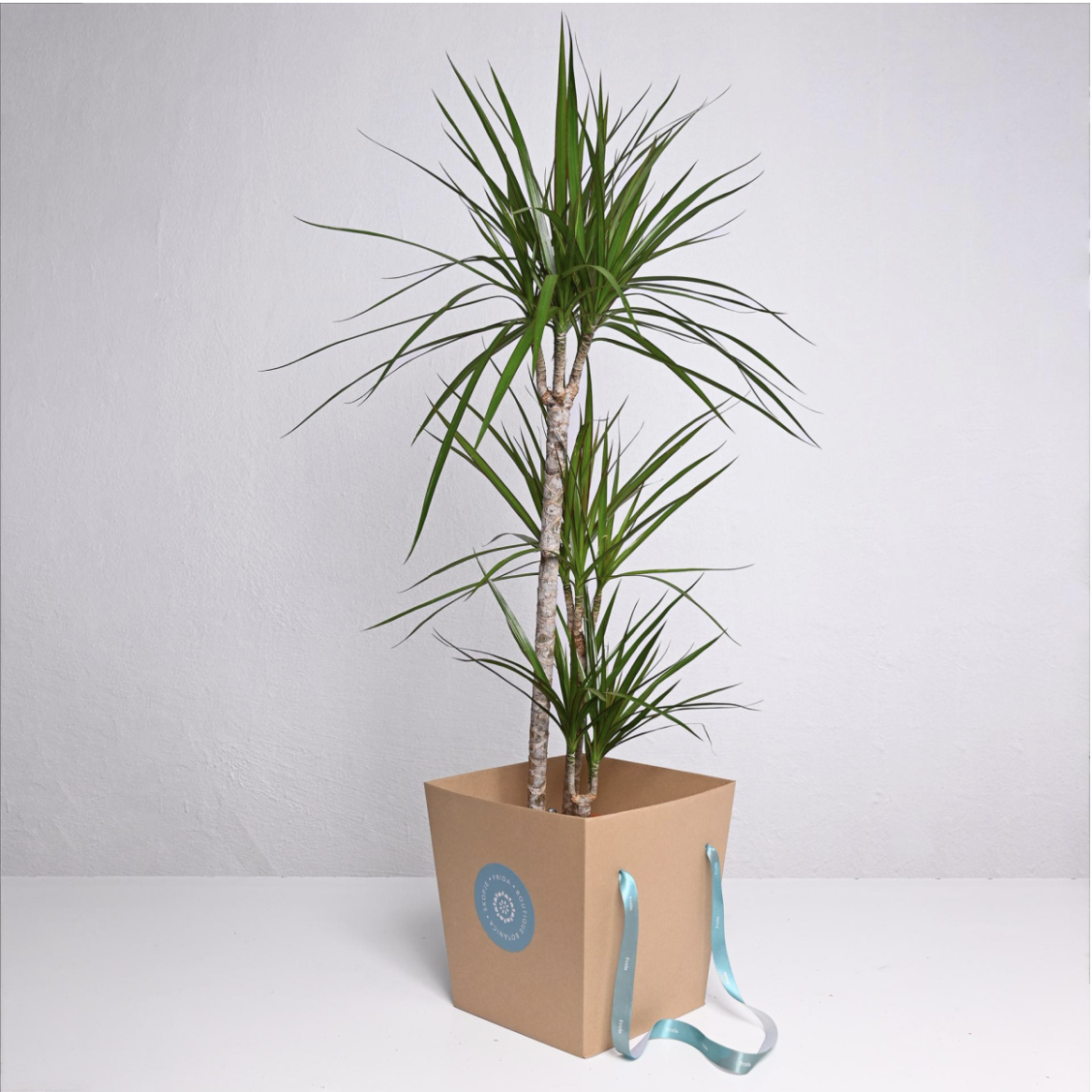 Драцена со 3 стебла