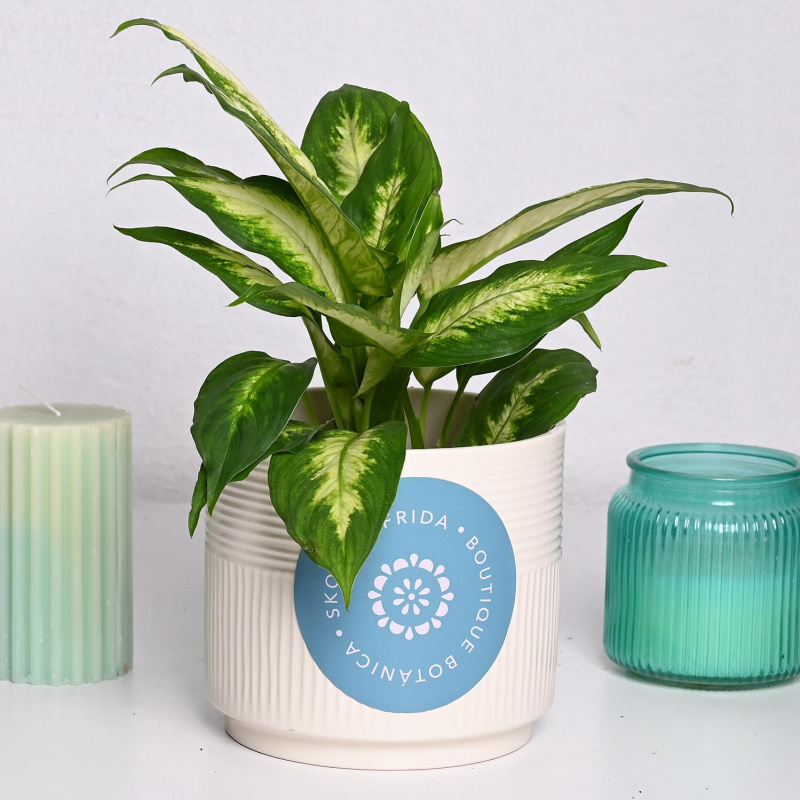 Дифенбахија ф12