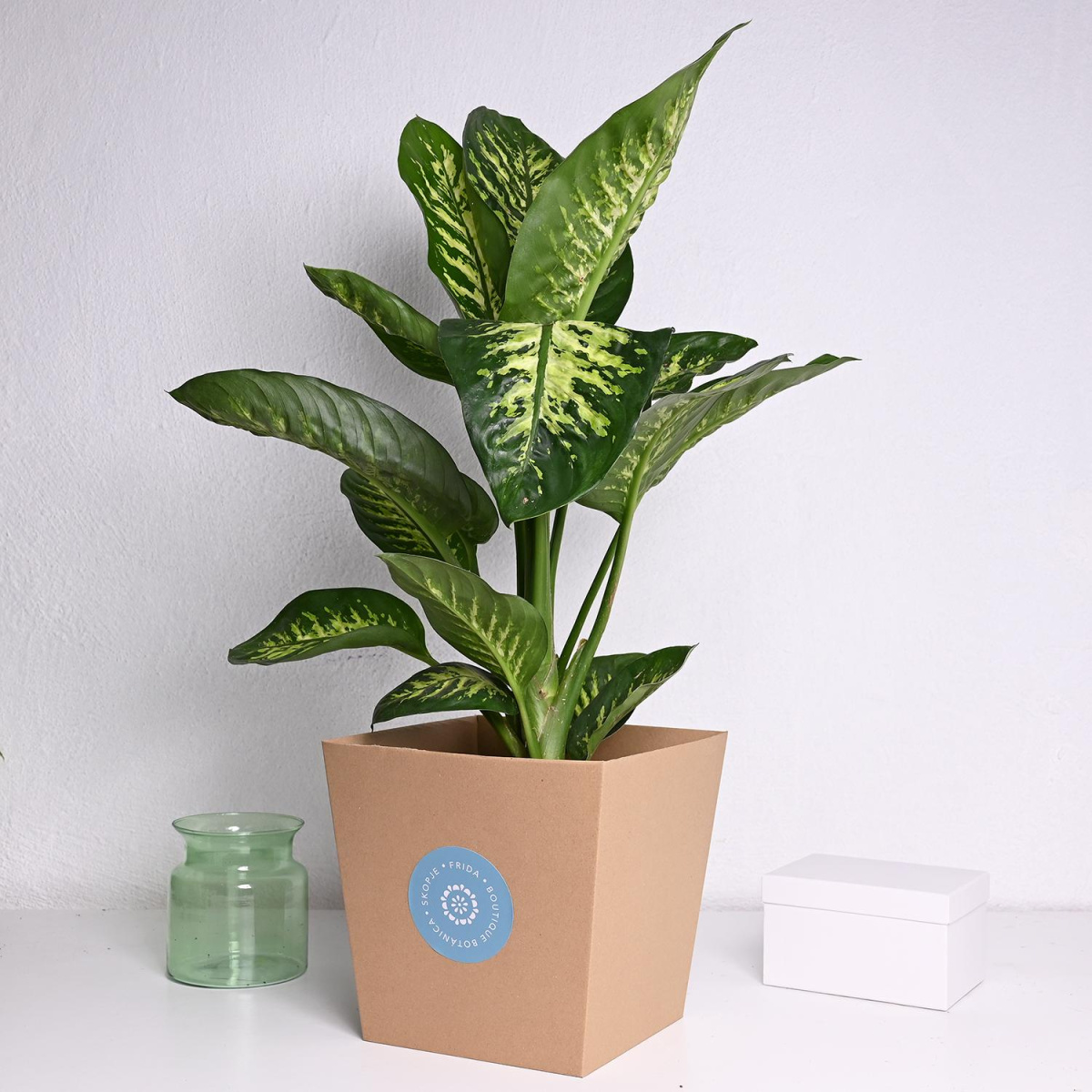 Дифенбахија ф21