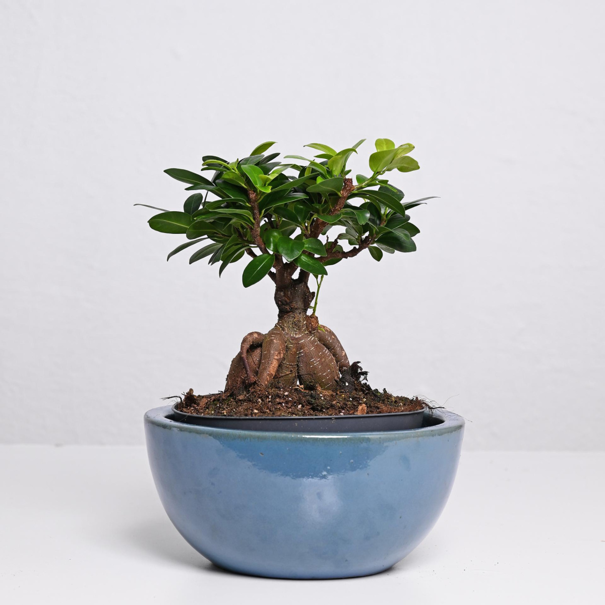 Фикус Гинсенг