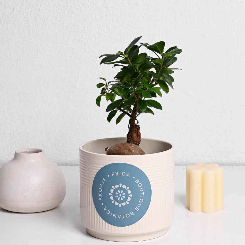 Фикус Гинсенг