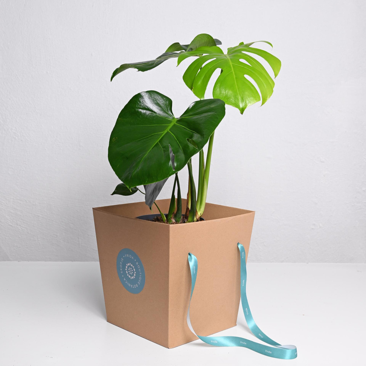 Монстера ф17