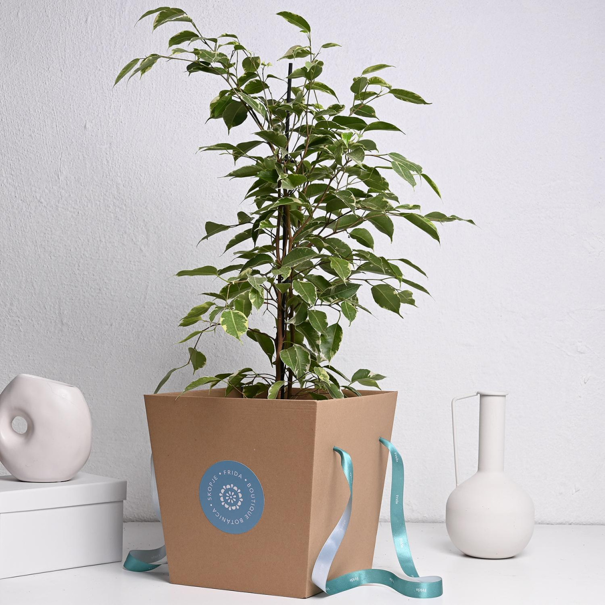 Фикус Бенџамин