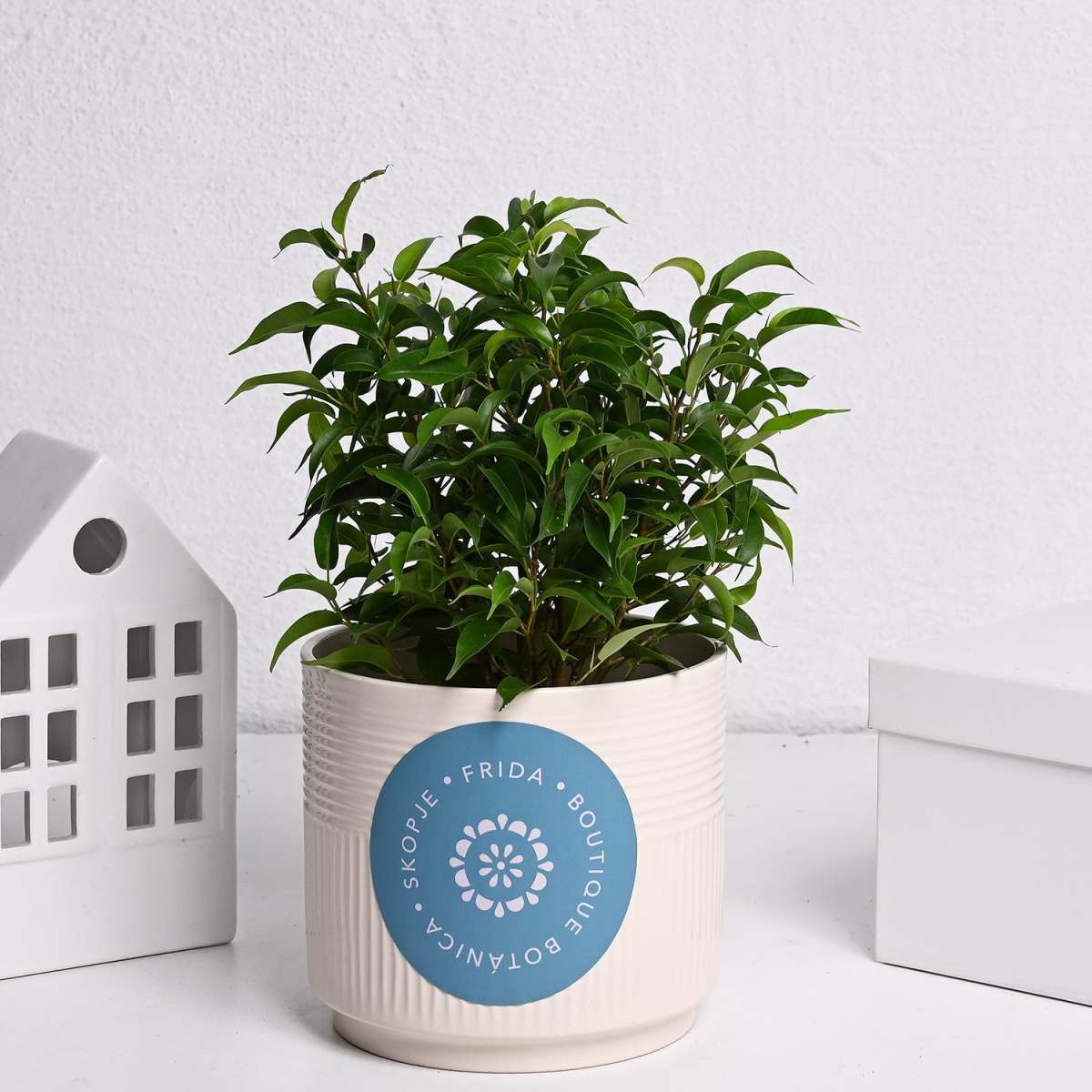 Фикус Бенџамин