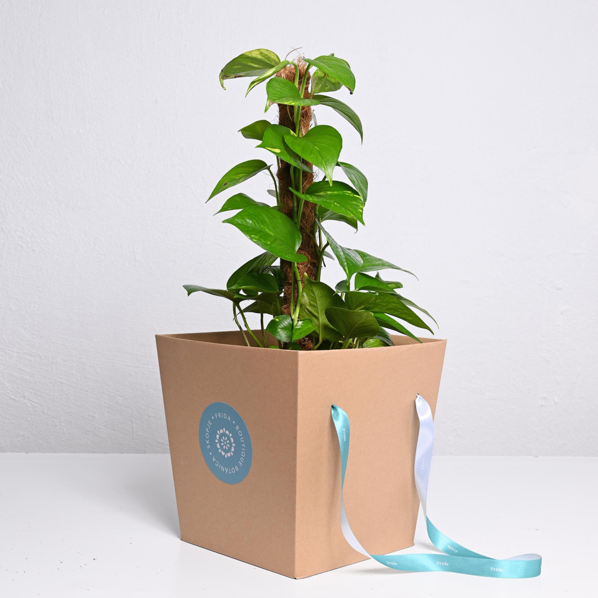 Епипремнум на Стап