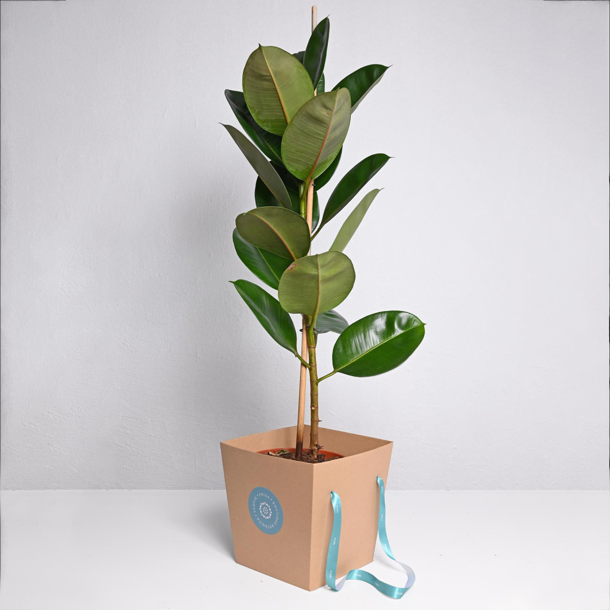 Фикус Еластика ф21