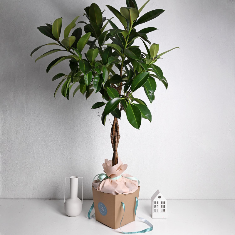 Фикус Еластика ф21