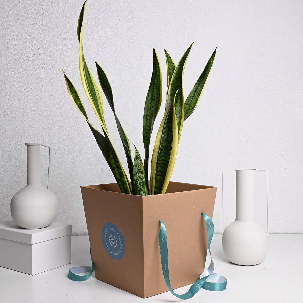 Сансеверија ф21