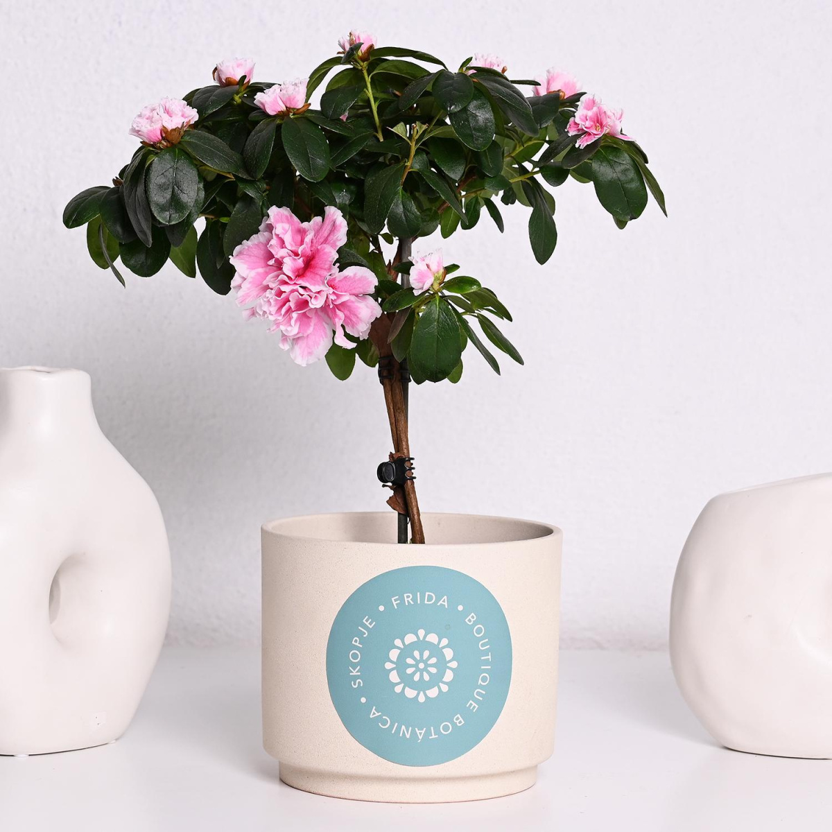 Азалеа На Стап