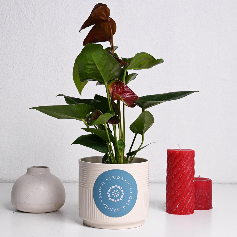 Антуриум микс