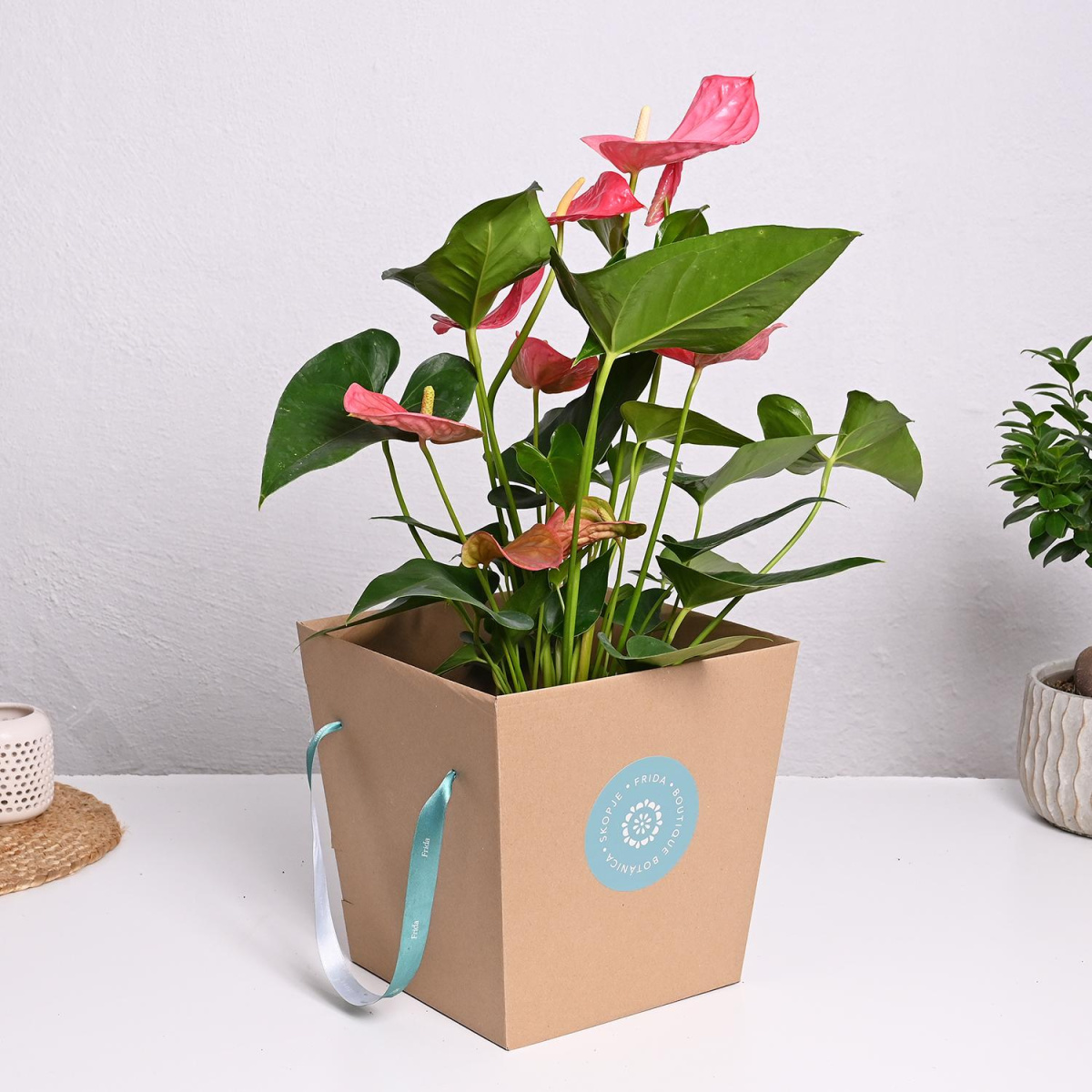 Антуриум Микс