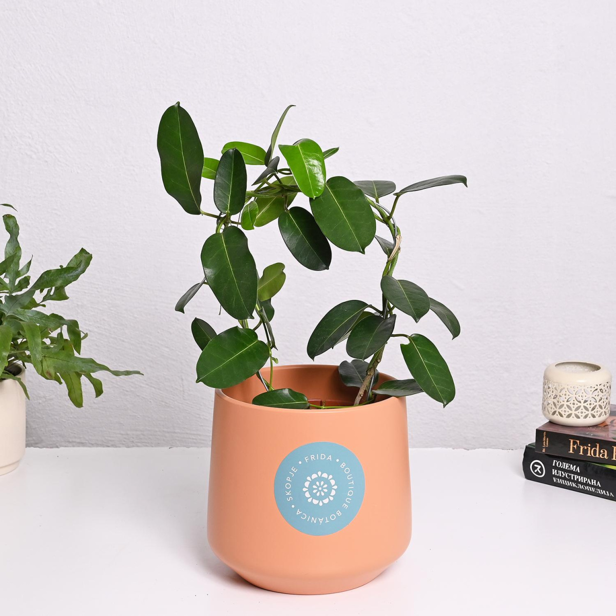 Стефанотис