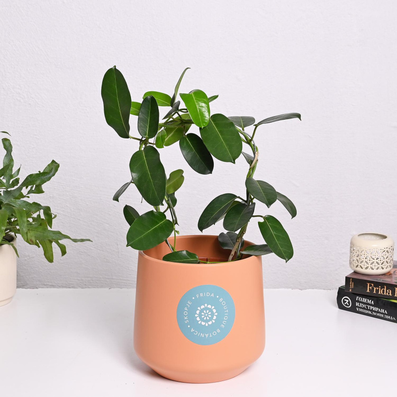 Стефанотис