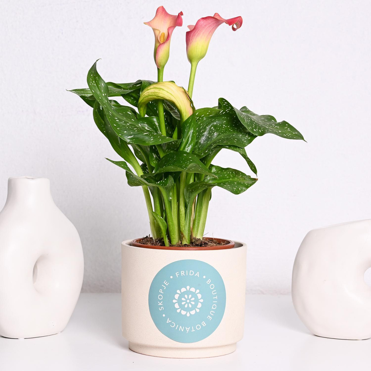 Зантедексија (Кала)