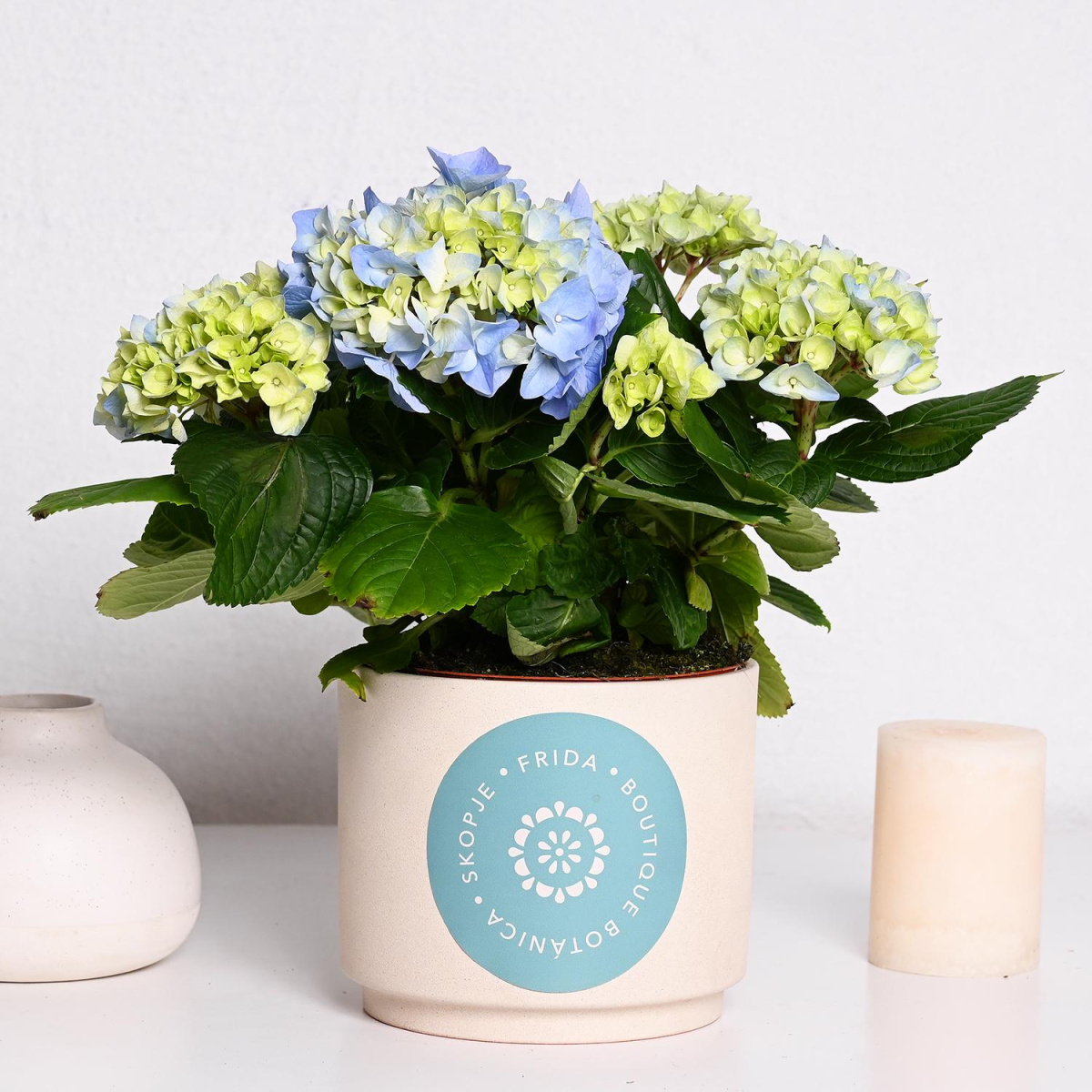 Хортензија