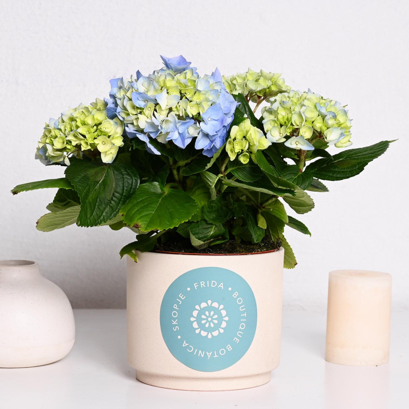 Хортензија