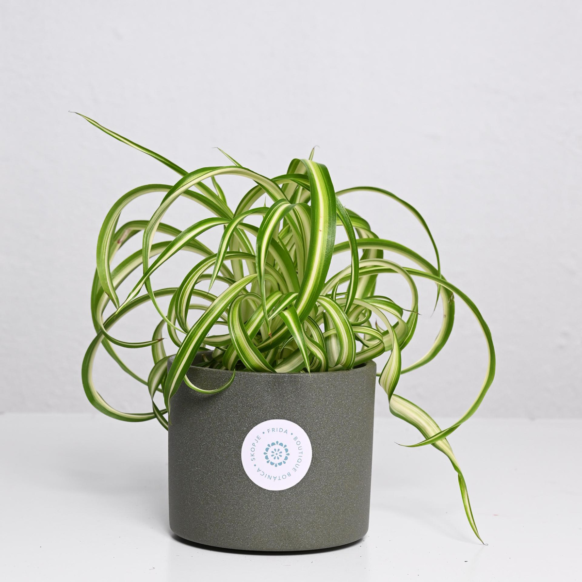 Хлорофитум Спајдер