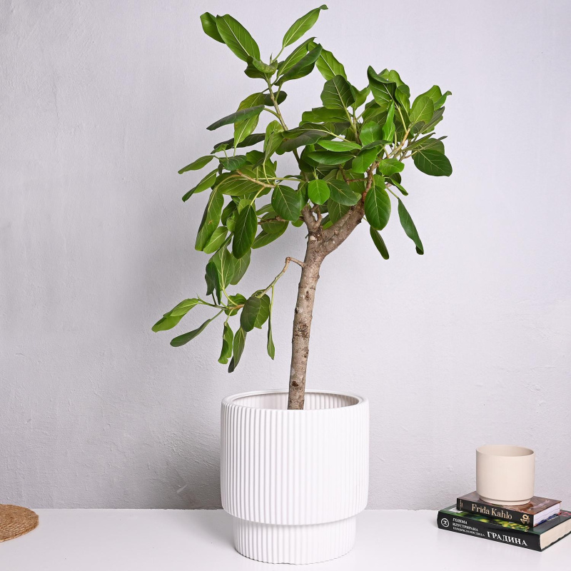 Фикус Benghal Audrey