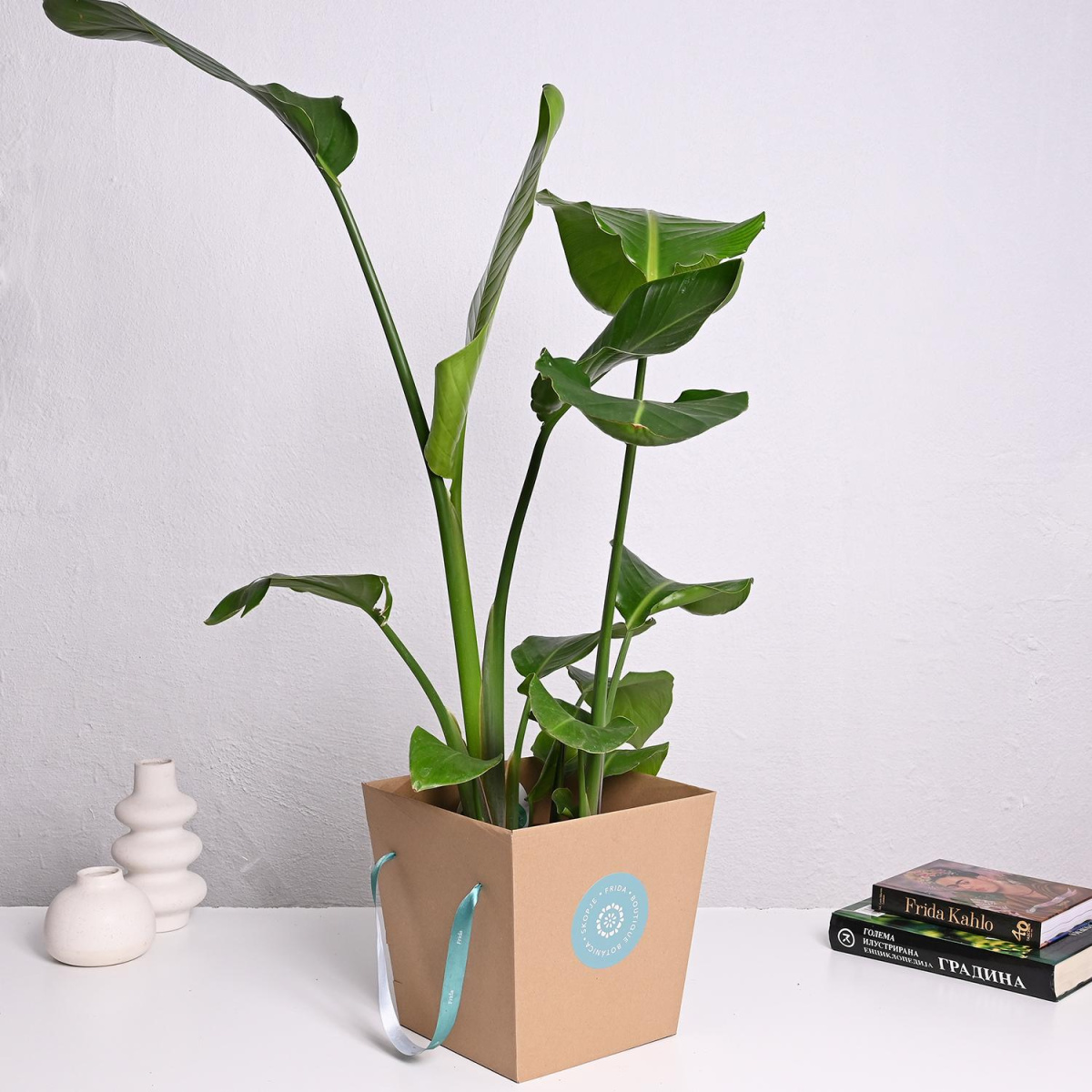 Стрелиција Nicolai