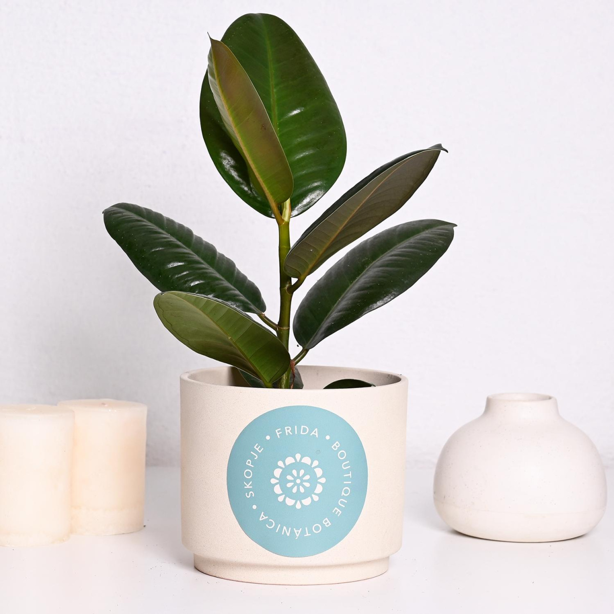 Фикус Еластика