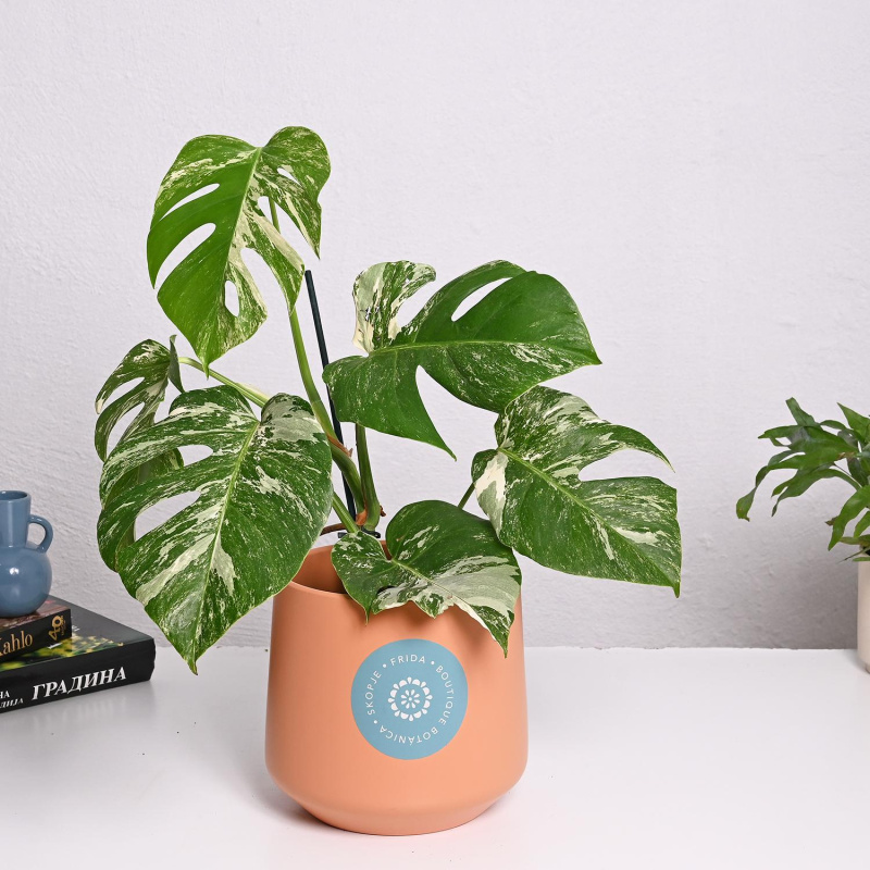 Монстера Вариегата