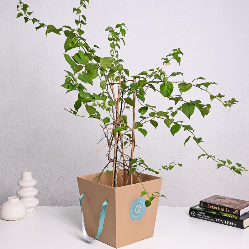 Бугенвилија