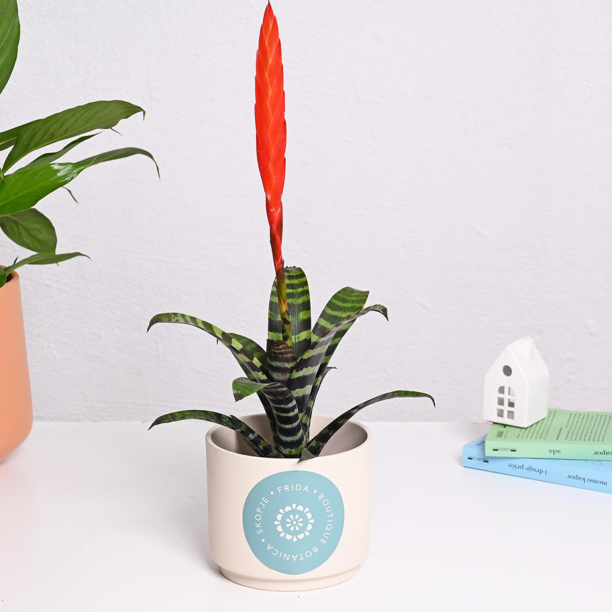 Врисеа со црвено пердувче