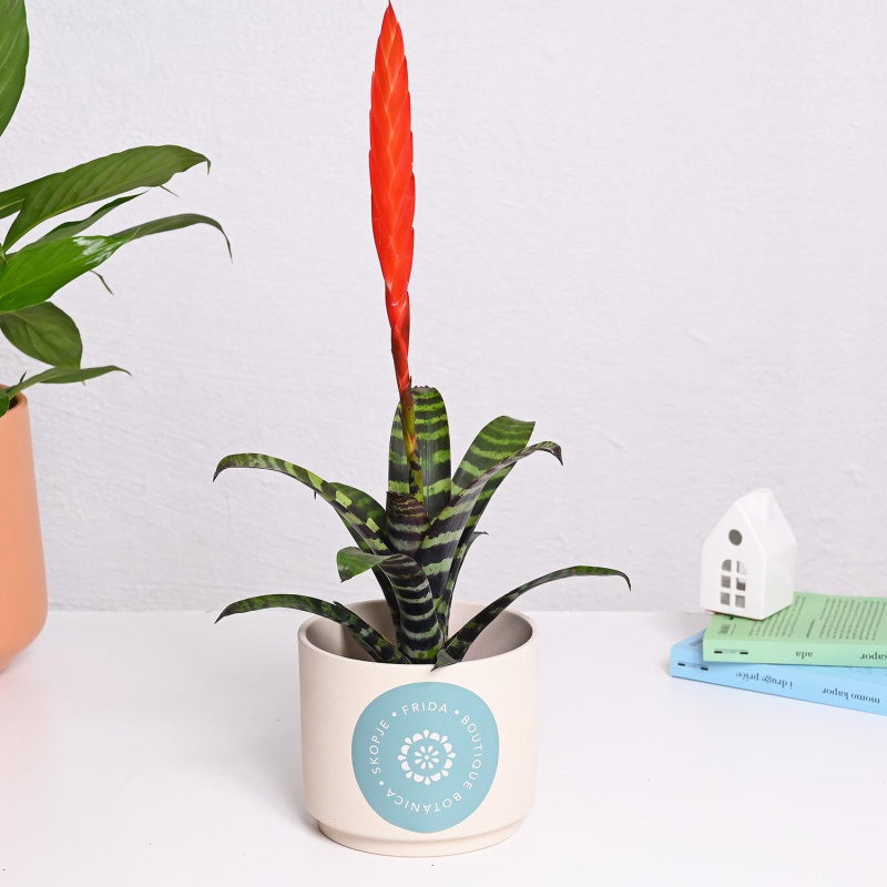 Врисеа со црвено пердувче