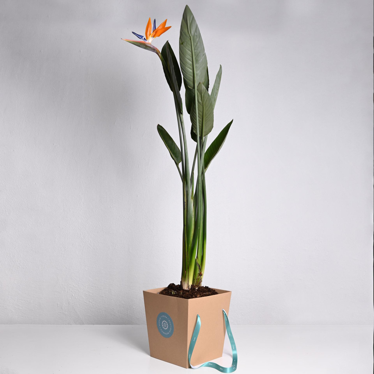 Стрелиција Reginae