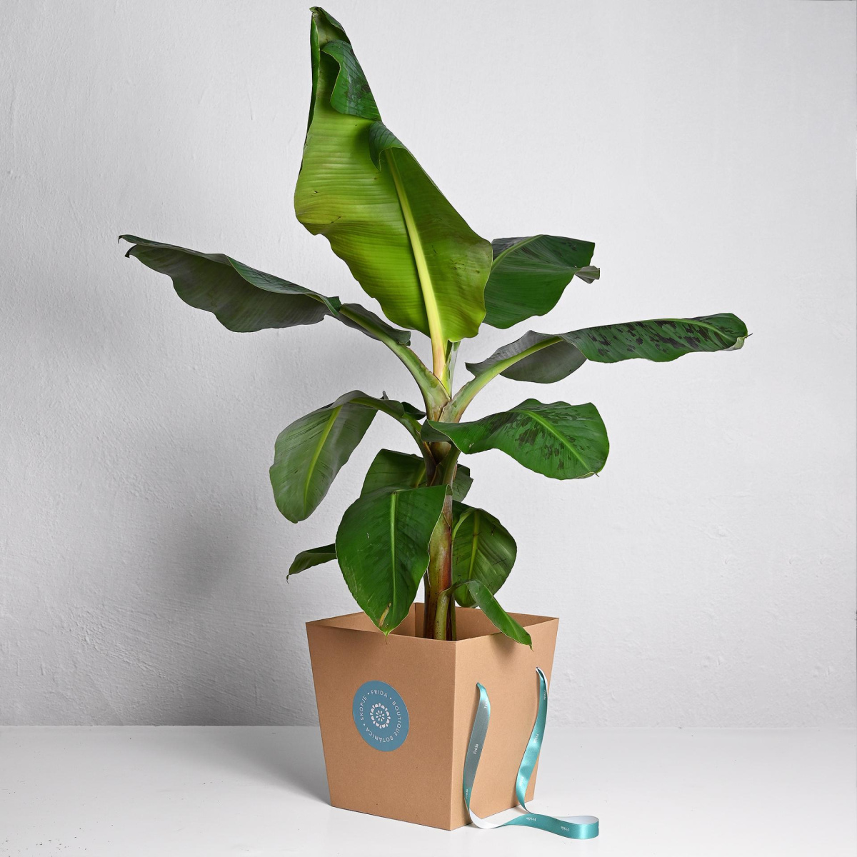 Банана (Муса)