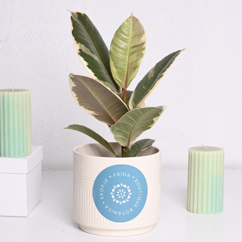 Фикус Тинеке