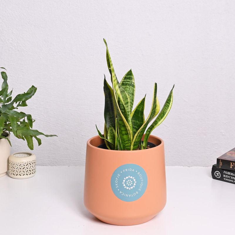 Сансеверија ф17