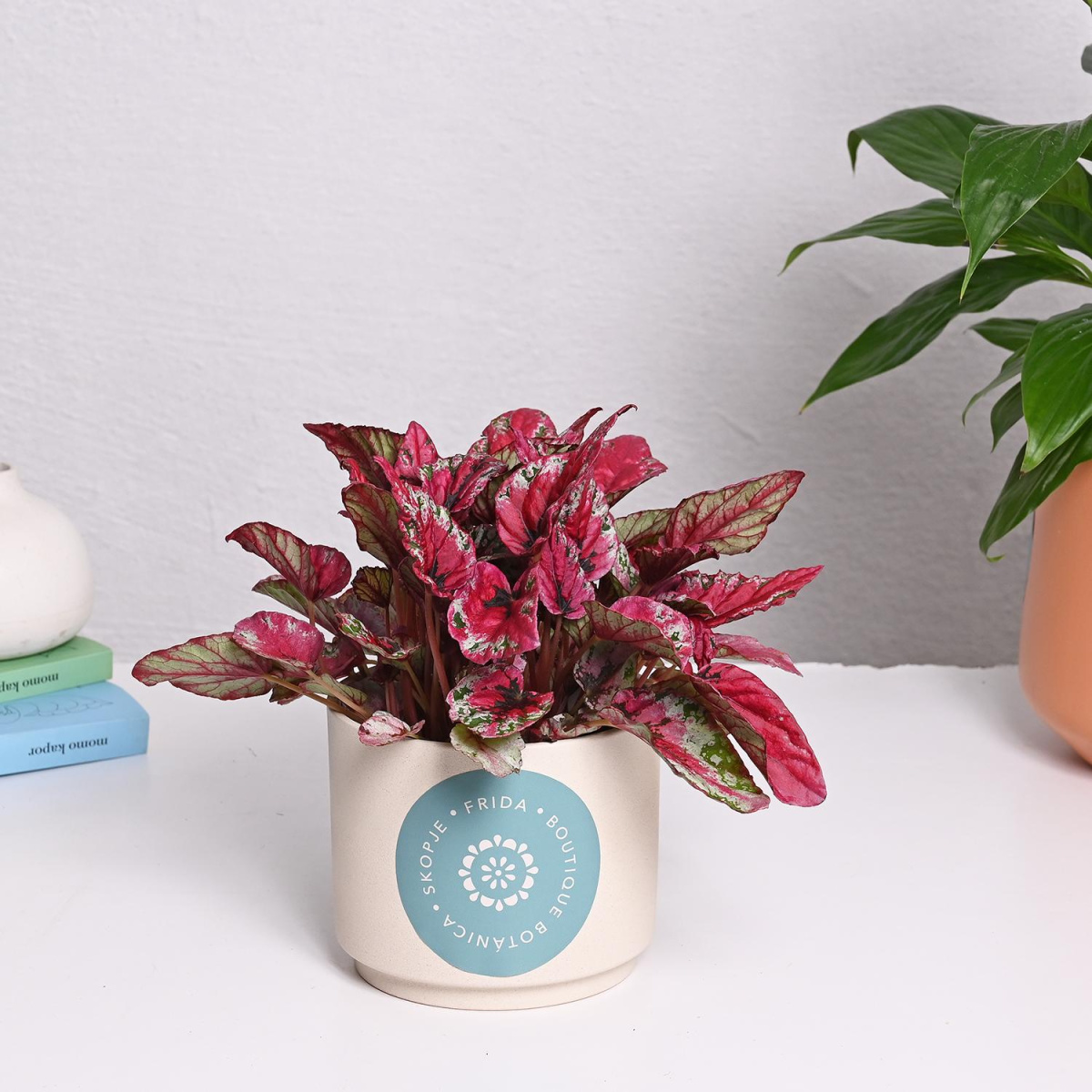 Бегонија Рекс