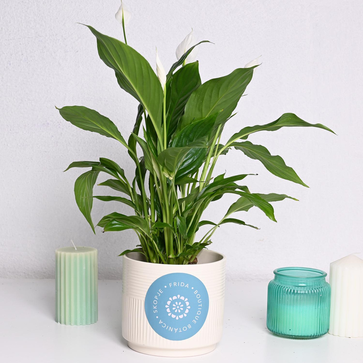 Спатифилиум Ф13