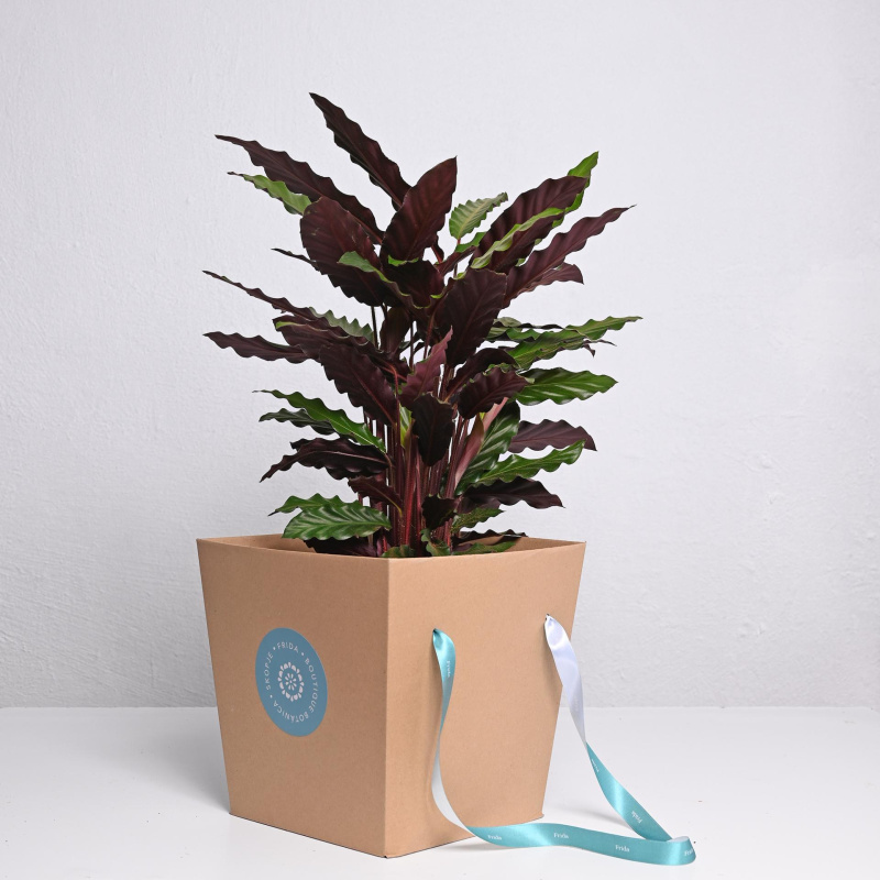 Калатеа Rufibarba