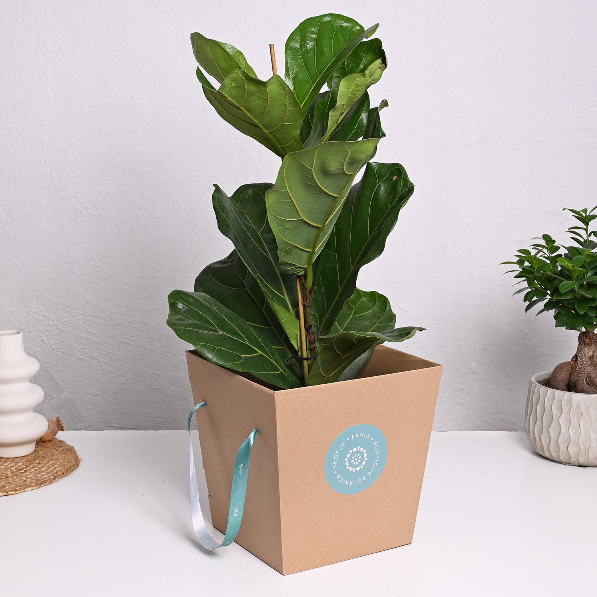 Фикус Лирата