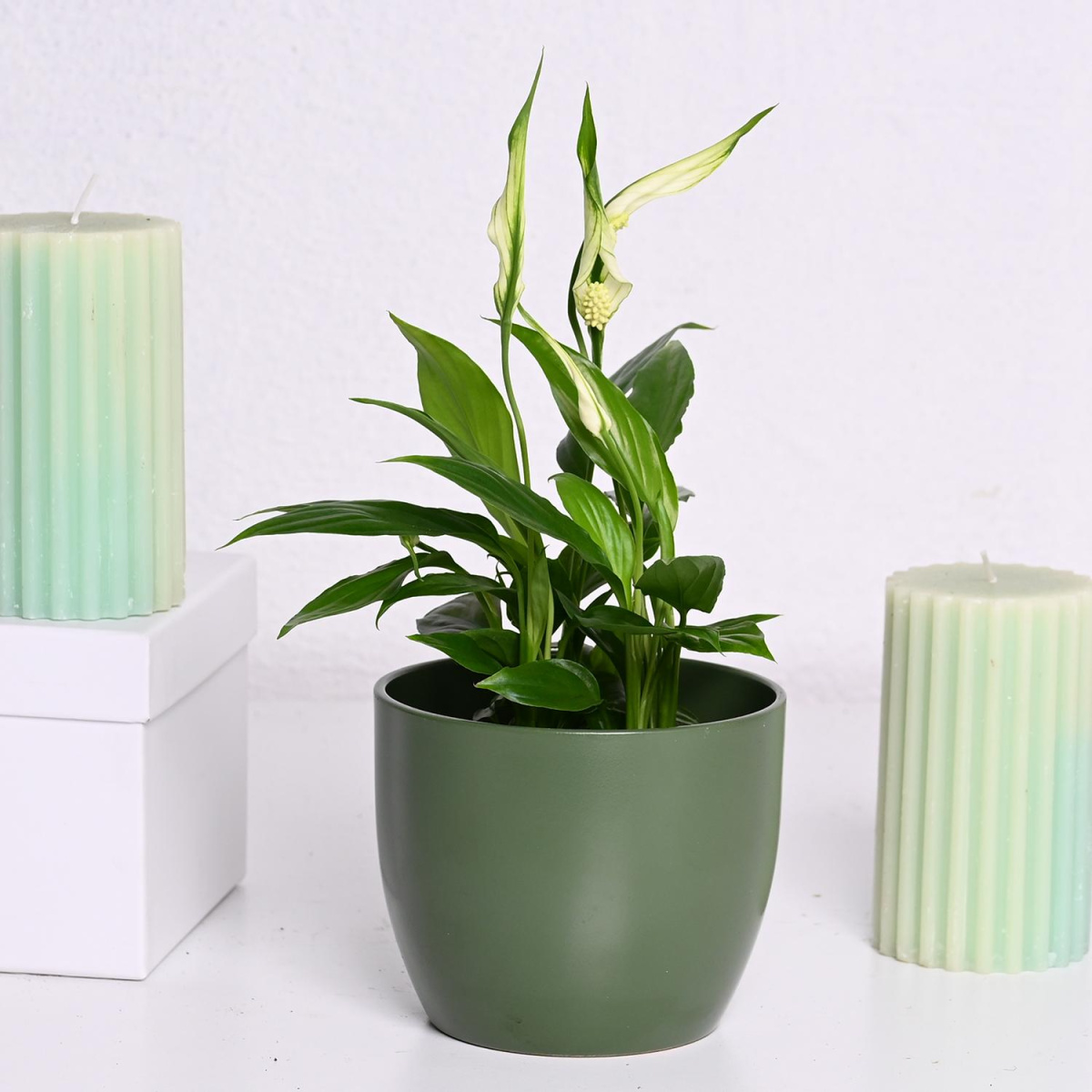 Спатифилиум ф9