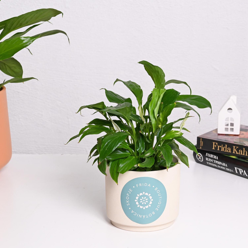 Спатифилиум ф12